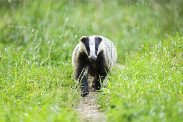 European badger (Meles meles) walking through the grass, Hesse, Germany