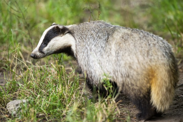 European badger (Meles meles) standing in the grass, Hesse, Germany