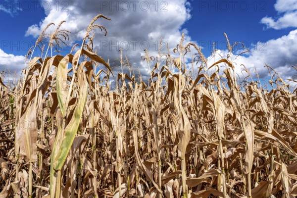 Corn field dried up and only low grown, small corn cobs, due to the summer drought, drought, east of Weisweiler, North Rhine-Westphalia, Germany