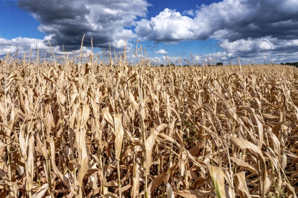 Corn field dried up and only low grown, small corn cobs, due to the summer drought, drought, east of Weisweiler, North Rhine-Westphalia, Germany
