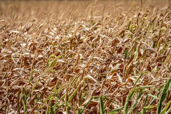 Corn field dried up and only low grown, small corn cobs, due to the summer drought, drought, east of Weisweiler, North Rhine-Westphalia, Germany