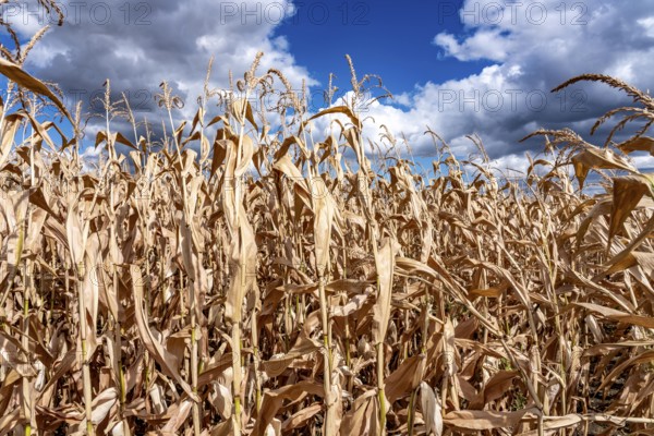 Corn field dried up and only low grown, small corn cobs, due to the summer drought, drought, east of Weisweiler, North Rhine-Westphalia, Germany