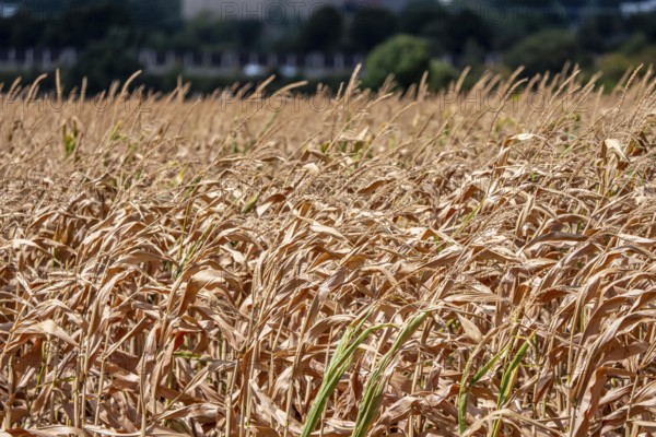 Corn field dried up and only low grown, small corn cobs, due to the summer drought, drought, east of Weisweiler, North Rhine-Westphalia, Germany