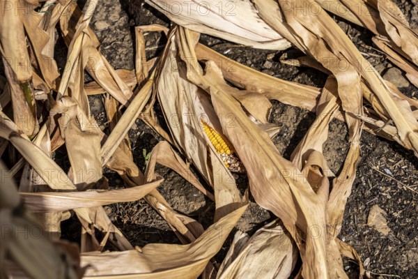 Corn field dried up and only low grown, small corn cobs, due to the summer drought, drought, east of Weisweiler, North Rhine-Westphalia, Germany