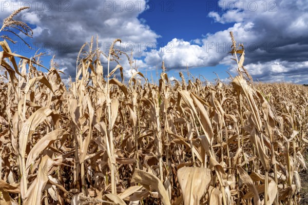 Corn field dried up and only low grown, small corn cobs, due to the summer drought, drought, east of Weisweiler, North Rhine-Westphalia, Germany