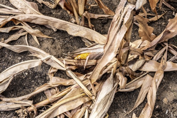 Corn field dried up and only low grown, small corn cobs, due to the summer drought, drought, east of Weisweiler, North Rhine-Westphalia, Germany