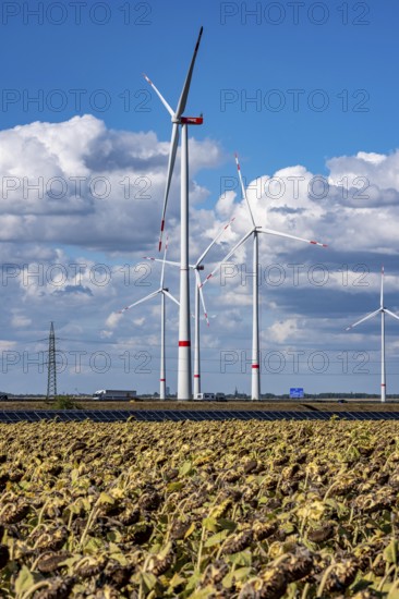 86, 5 MW peak ground-mounted photovoltaic systems, from RWE, with over 141, 000 solar modules, on a verge, over 1 km long, along the A44 motorway near Bedburg, at the Jackerath junction, recultivated open-cast mining site, wind farm north of Titz, North Rhine-Westphalia, Germany