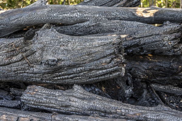 Burnt, scorched tree trunks, vegetation fire, charred, structures, black