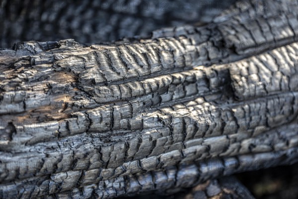 Burnt, scorched tree trunks, vegetation fire, charred, structures, black