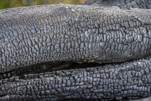 Burnt, scorched tree trunks, vegetation fire, charred, structures, black