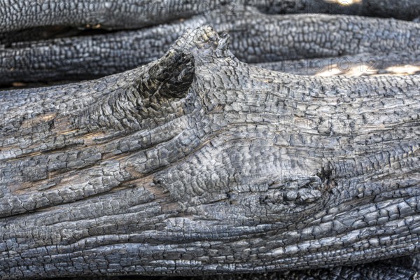 Burnt, scorched tree trunks, vegetation fire, charred, structures, black