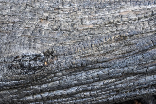 Burnt, scorched tree trunks, vegetation fire, charred, structures, black