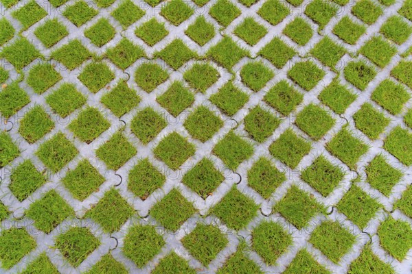 Lawn pavers, made of concrete, instead of completely sealing an area with paving stones, concrete or asphalt, you can choose this method and let grass grow in the spaces between the pavers, unsealing of surfaces, sponge city principle, rainwater can be absorbed so well by the soil