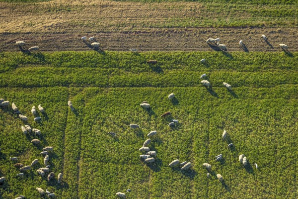 Aerial view, grazing sheep on a green pasture, Olfen-Kirchspiel, Olfen, Münsterland, North Rhine-Westphalia, Germany, DE, Europe, aerial view, aerial photography, aerial photography, sheep, sheep in the field, animal, overview, bird's-eye view, overview