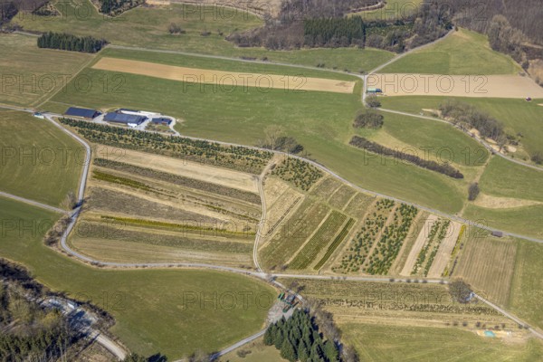 Aerial view, tree nursery plantation, Luciastrasse, mountains, Meschede, Sauerland, North Rhine-Westphalia, Germany, DE, Europe, aerial view, aerial photography, aerial photography, overview, bird's eye view, birds-eyes view, overview