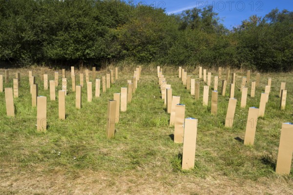 The Installation AUFFORSTUNG, REFORESTATION by Matthias Block, 12th international wind art festival 2025, landscape exhibition bewegter wind, Zierenberg, Northern Hesse, Germany