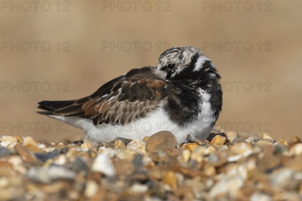 Ruddy turnstone (Arenaria interpres) adult male wading bird resting on a shingle beach, England, United Kingdom