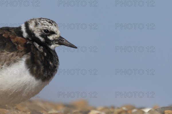 Ruddy turnstone (Arenaria interpres) adult male wading bird on a shingle beach, England, United Kingdom