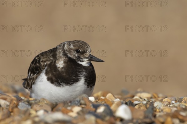 Ruddy turnstone (Arenaria interpres) adult female wading bird resting on a shingle beach, England, United Kingdom
