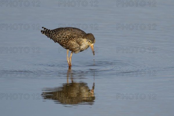 Ruff (Philomachus pugnax) adult wading bird in summer plumage feeding in a shallow lagoon, England, United Kingdom