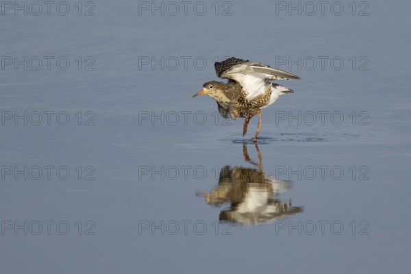 Ruff (Philomachus pugnax) adult wading bird in summer plumage stretching its wings in a shallow lagoon, England, United Kingdom