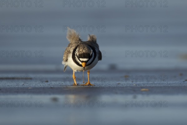 Ringed plover (Charadrius hiaticula) adult wading bird feeding on a worm on a beach, England, United Kingdom