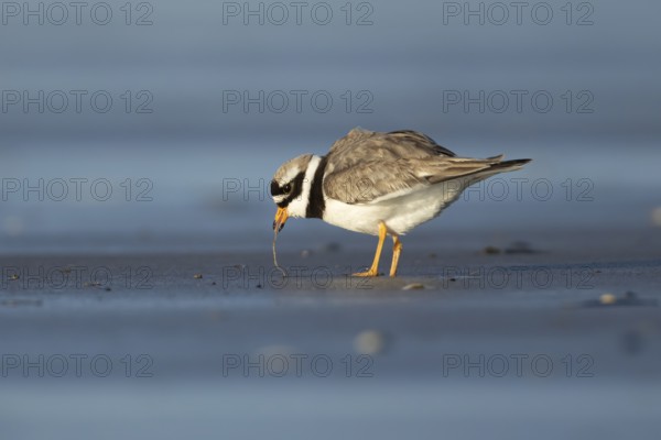 Ringed plover (Charadrius hiaticula) adult wading bird feeding on a worm on a beach, England, United Kingdom