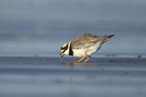 Ringed plover (Charadrius hiaticula) adult wading bird feeding on a worm on a beach, England, United Kingdom