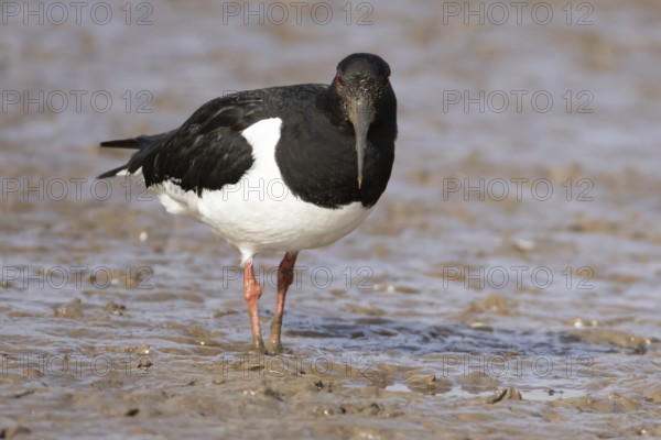 Eurasian oystercatcher (Haematopus ostralegus) adult wading bird on a mudflat, England, United Kingdom