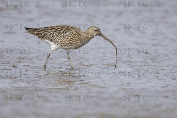Eurasian curlew (Numenius arquata) adult wading bird on a mudflat feeding on a lugworm, England, United Kingdom