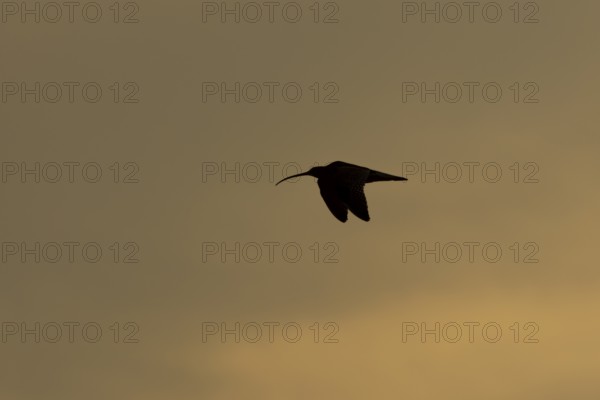 Eurasian curlew (Numenius arquata) silhouette of an adult wading bird flying at sunset, England, United Kingdom