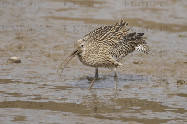 Eurasian curlew (Numenius arquata) adult wading bird calling on a mudflat, England, United Kingdom