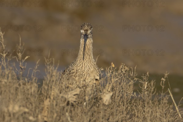 Eurasian curlew (Numenius arquata) adult wading bird on a saltmarsh, England, United Kingdom