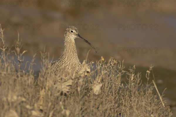 Eurasian curlew (Numenius arquata) adult wading bird on a saltmarsh, England, United Kingdom