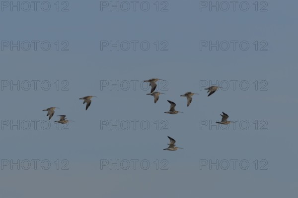 Eurasian curlew (Numenius arquata) ten adult wading birds flying in a flock, England, United Kingdom