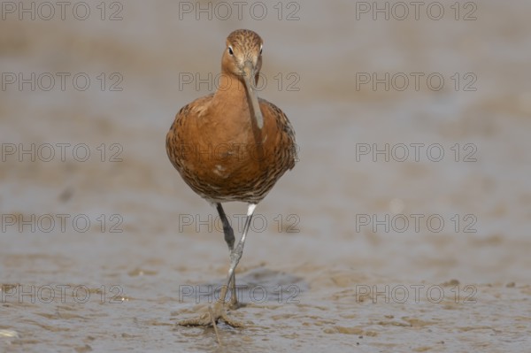 Black tailed godwit (Limosa limosa) adult male wading bird in summer plumage on a mudflat, England, United Kingdom