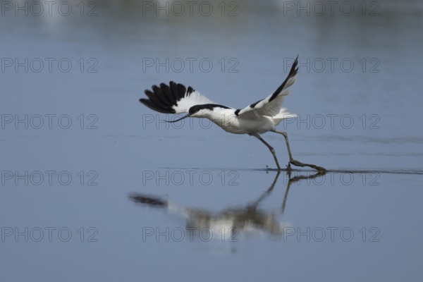 Pied avocet (Recurvirostra avosetta) adult wading bird taking off in flight from a shallow lagoon, England, United Kingdom