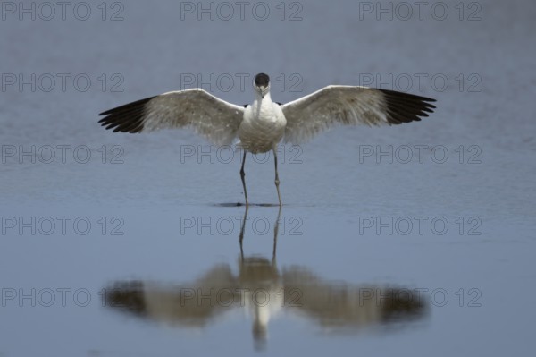 Pied avocet (Recurvirostra avosetta) adult wading bird stretching its wings in a shallow lagoon, England, United Kingdom