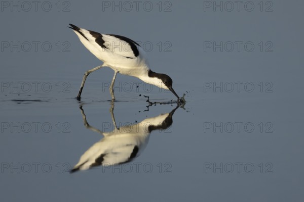 Pied avocet (Recurvirostra avosetta) adult wading bird feeding in a shallow lagoon, England, United Kingdom