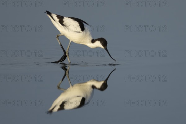 Pied avocet (Recurvirostra avosetta) adult wading bird feeding in a shallow lagoon, England, United Kingdom