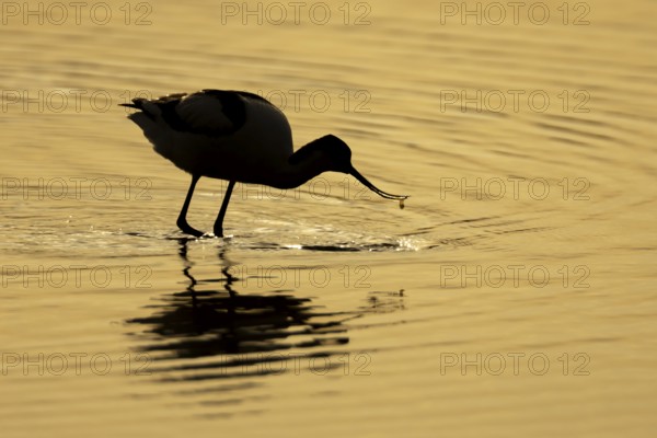Pied avocet (Recurvirostra avosetta) silhouette of an adult wading bird feeding in a shallow lagoon at sunset, England, United Kingdom