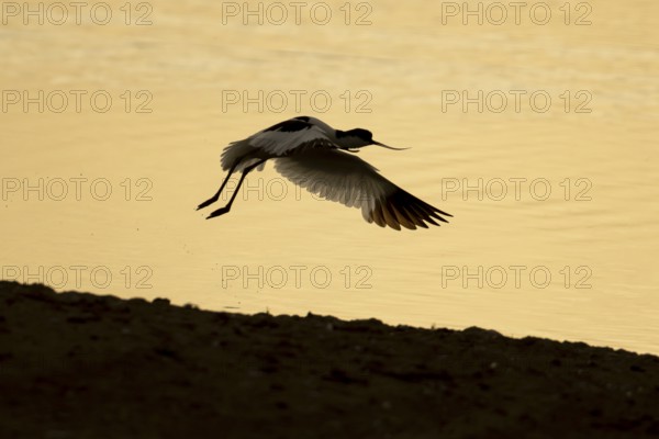 Pied avocet (Recurvirostra avosetta) adult wading bird taking off in flight from a shallow lagoon at sunset, England, United Kingdom
