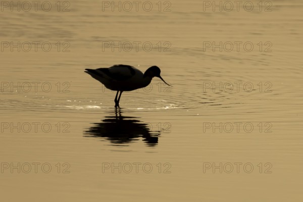 Pied avocet (Recurvirostra avosetta) silhouette of an adult wading bird in a shallow lagoon at sunset, England, United Kingdom