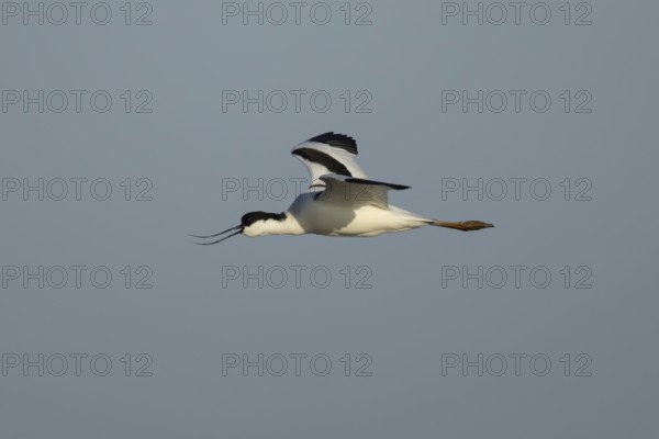 Pied avocet (Recurvirostra avosetta) adult wading bird calling in flight, England, United Kingdom