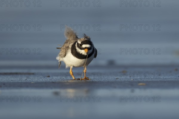 Ringed plover (Charadrius hiaticula) adult wading bird feeding on a worm on a beach, England, United Kingdom