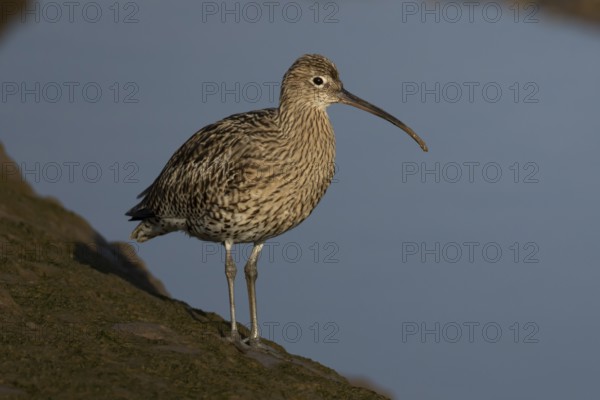 Eurasian curlew (Numenius arquata) adult wading bird on a mudflat, England, United Kingdom