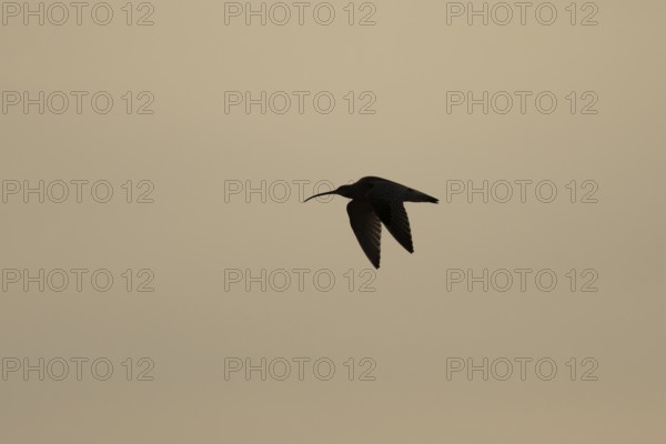 Eurasian curlew (Numenius arquata) silhouette of an adult wading bird flying at sunset, England, United Kingdom