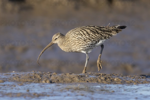 Eurasian curlew (Numenius arquata) adult wading bird on a mudflat feeding on a lugworm, England, United Kingdom