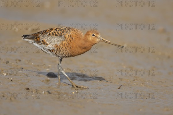 Black tailed godwit (Limosa limosa) adult male wading bird in summer plumage on a mudflat, England, United Kingdom