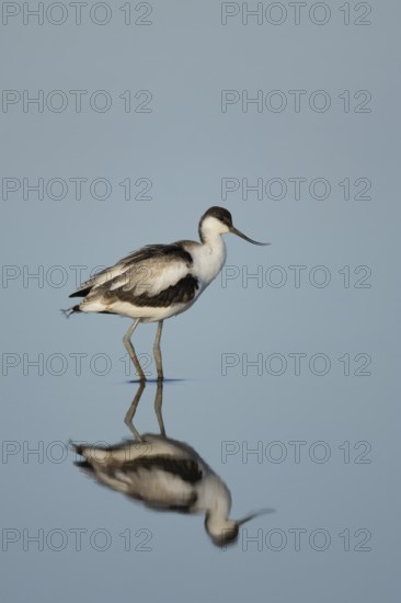 Pied avocet (Recurvirostra avosetta) adult wading bird in a shallow lagoon, England, United Kingdom